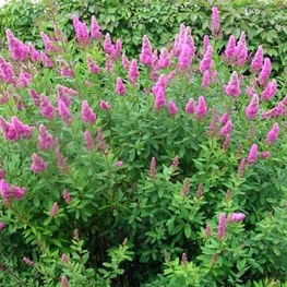 Спирея Билларда Билларди (Spiraea x billardii 'Billardii')