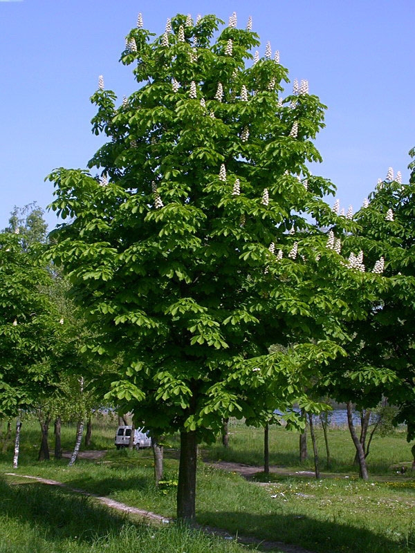 Каштан конский (Aesculus hippocastanum)