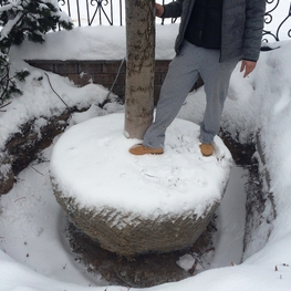 Каштан конский (Aesculus hippocastanum)