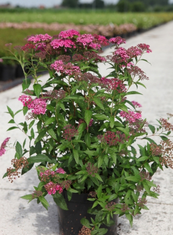 Спирея японская Дартс Ред (Spiraea japonica 'Darts Red')