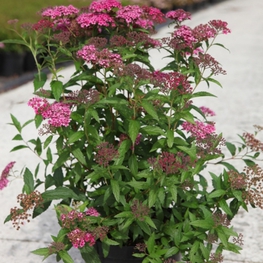 Спирея японская Дартс Ред (Spiraea japonica 'Darts Red')