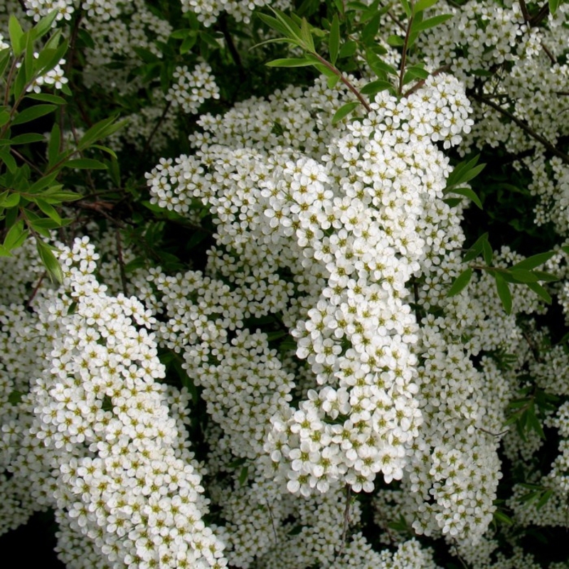 Спирея Аргута Аргута (Spiraea x arguta 'Arguta')