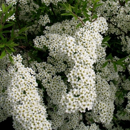 Спирея Аргута Аргута (Spiraea x arguta 'Arguta')