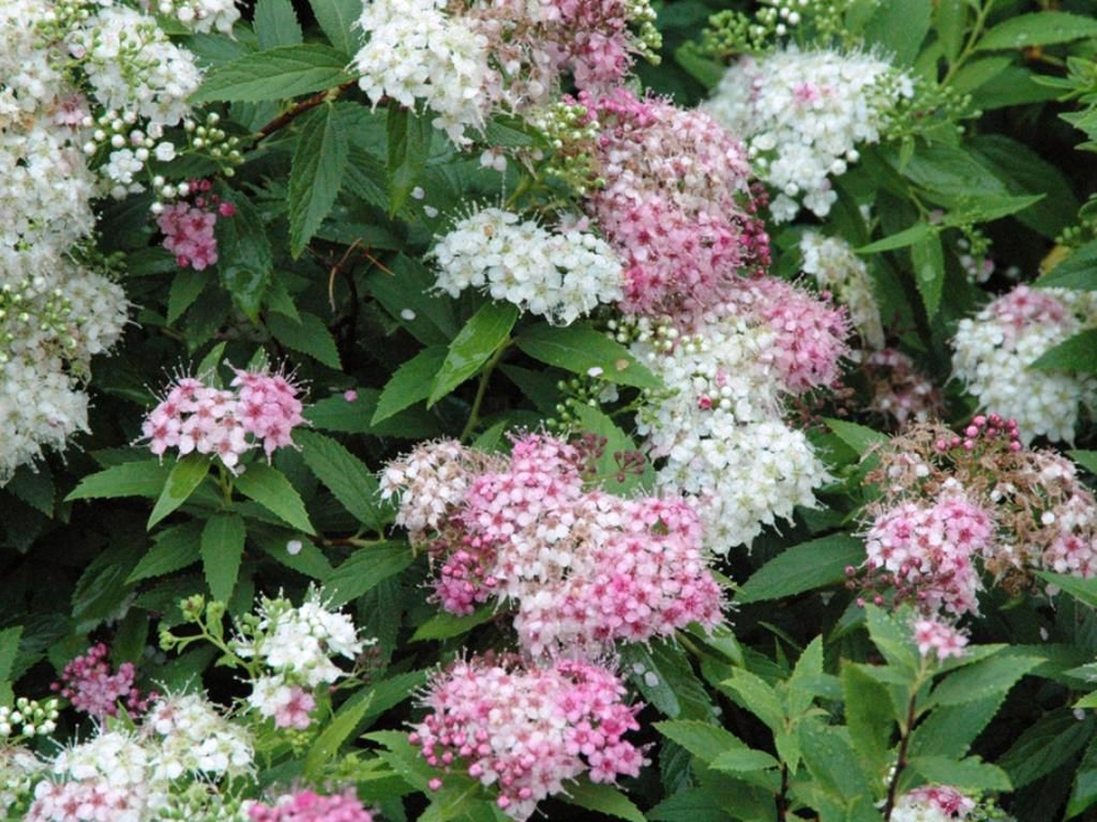 Спирея японская Генпей (Spiraea japonica 'Genpei')