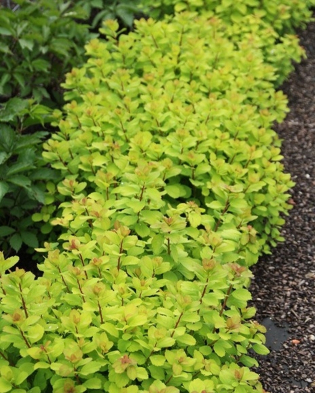 Спирея березолистная Тор Голд (Spiraea betulifolia 'Tor Gold')