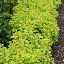 Спирея березолистная Тор Голд (Spiraea betulifolia 'Tor Gold')