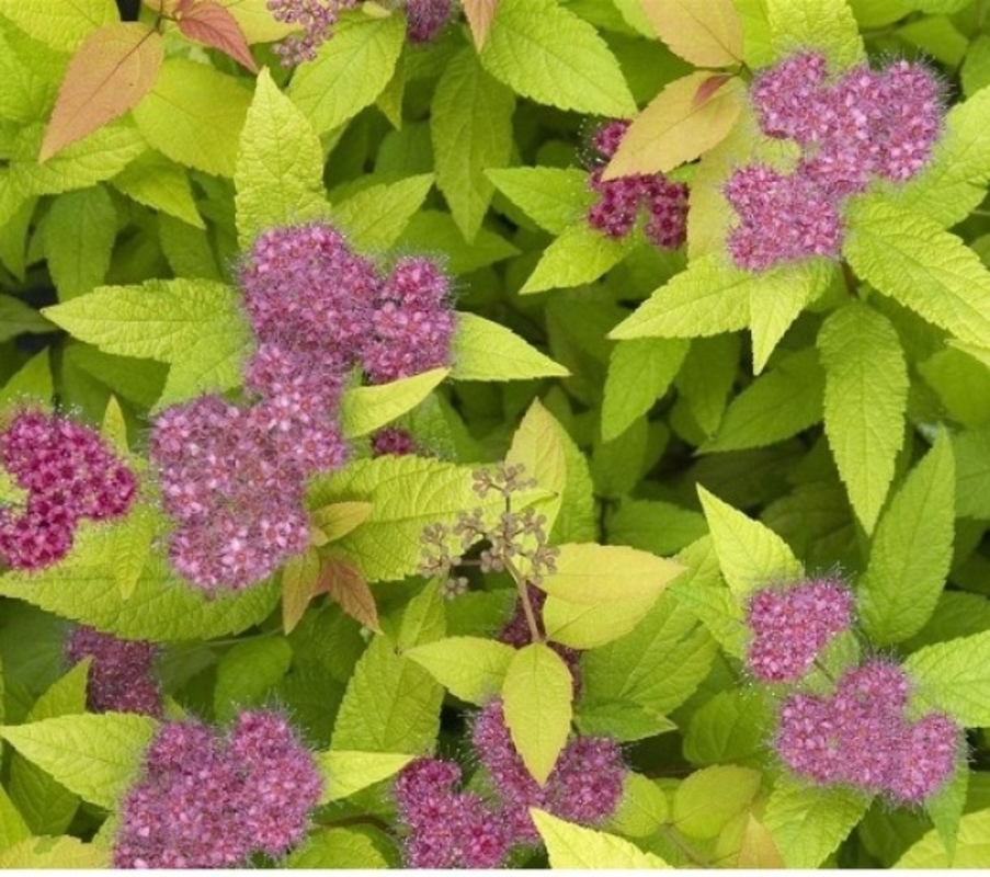 Спирея японская Хуберт Голд (Spiraea japonica 'Hubert Gold')