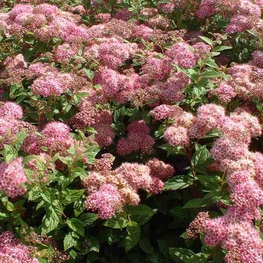 Спирея японская Манон (Spiraea japonica 'Manon')