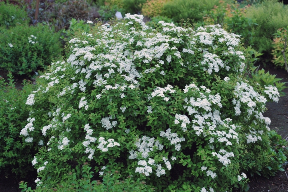 Спирея ниппонская Джун Брайд (Spiraea nipponica 'June Bride')