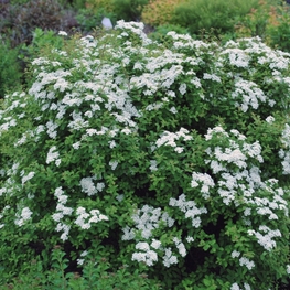 Спирея ниппонская Джун Брайд (Spiraea nipponica 'June Bride')