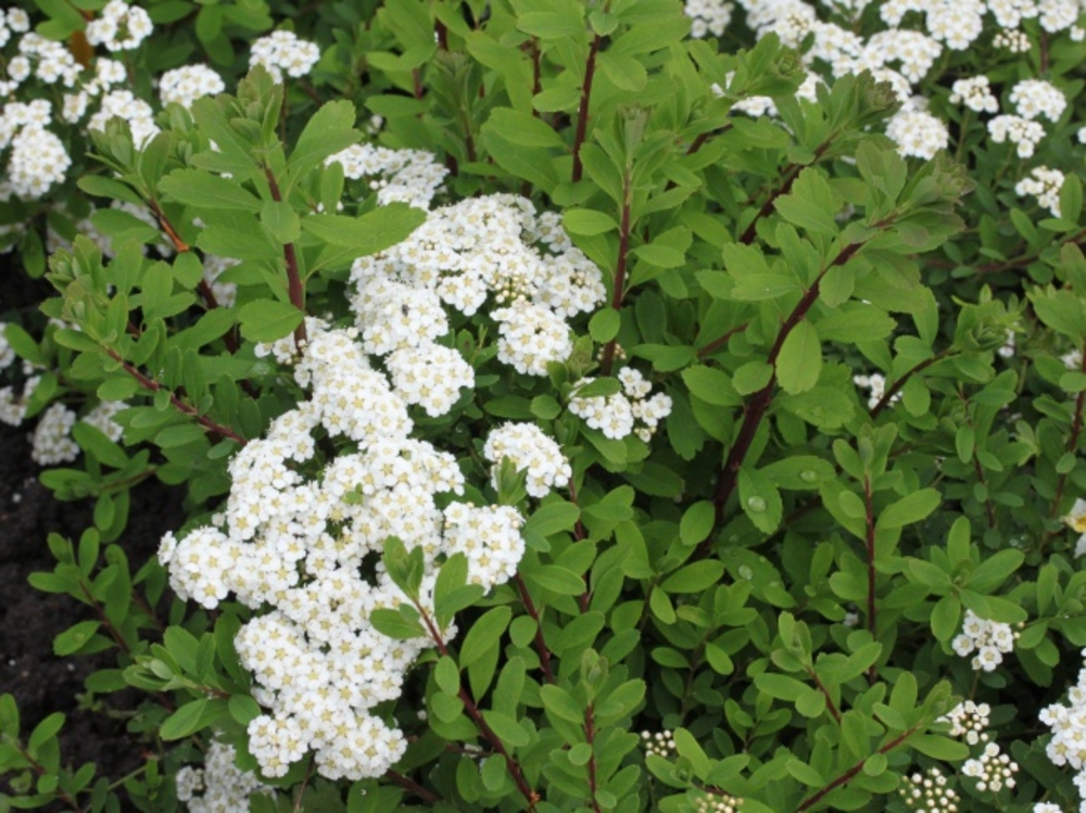 Спирея ниппонская Халвардс Сильвер (Spiraea nipponica 'Halwards Silver')