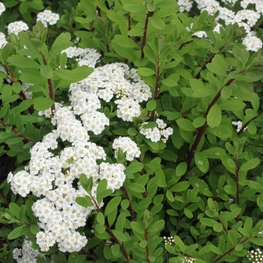 Спирея ниппонская Халвардс Сильвер (Spiraea nipponica 'Halwards Silver')