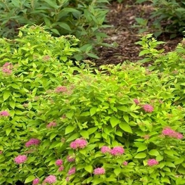 Спирея японская Дабл Плей Голд (Spiraea japonica 'Double Play Gold')