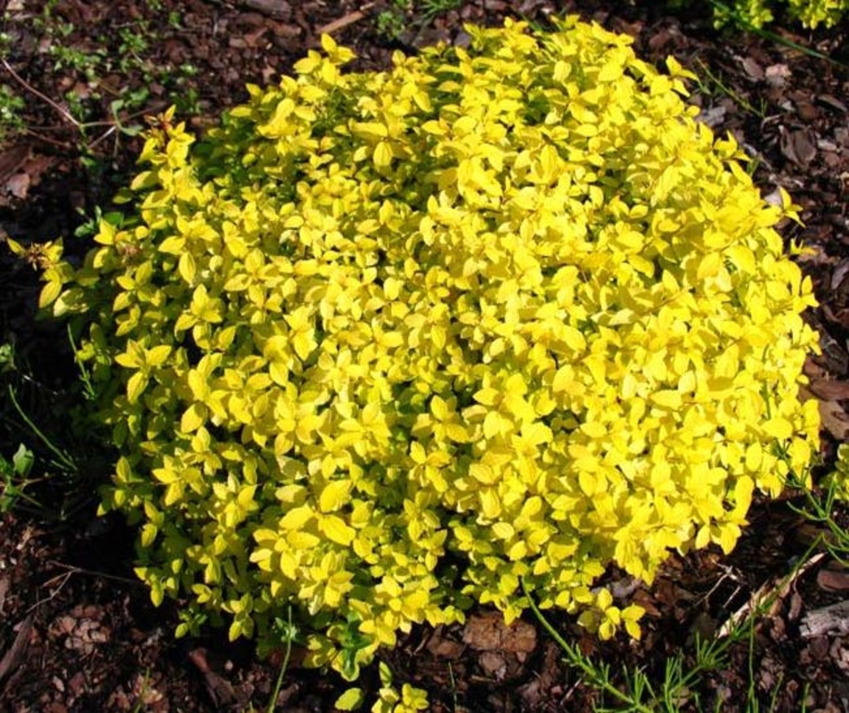 Спирея японская Голден Карпет (Spiraea japonica 'Golden Carpet')