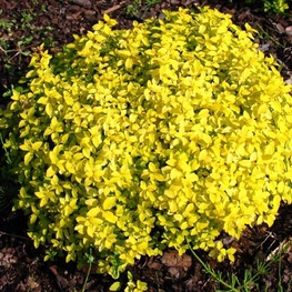 Спирея японская Голден Карпет (Spiraea japonica 'Golden Carpet')