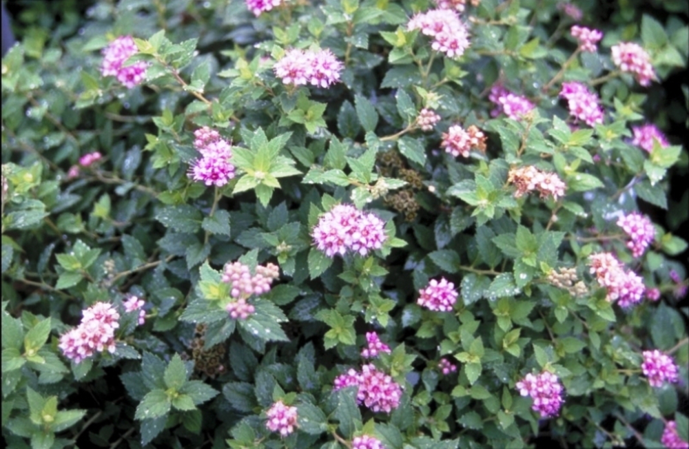 Спирея японская Нана (Spiraea japonica 'Nana')