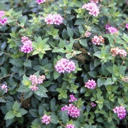 Спирея японская Нана (Spiraea japonica 'Nana')
