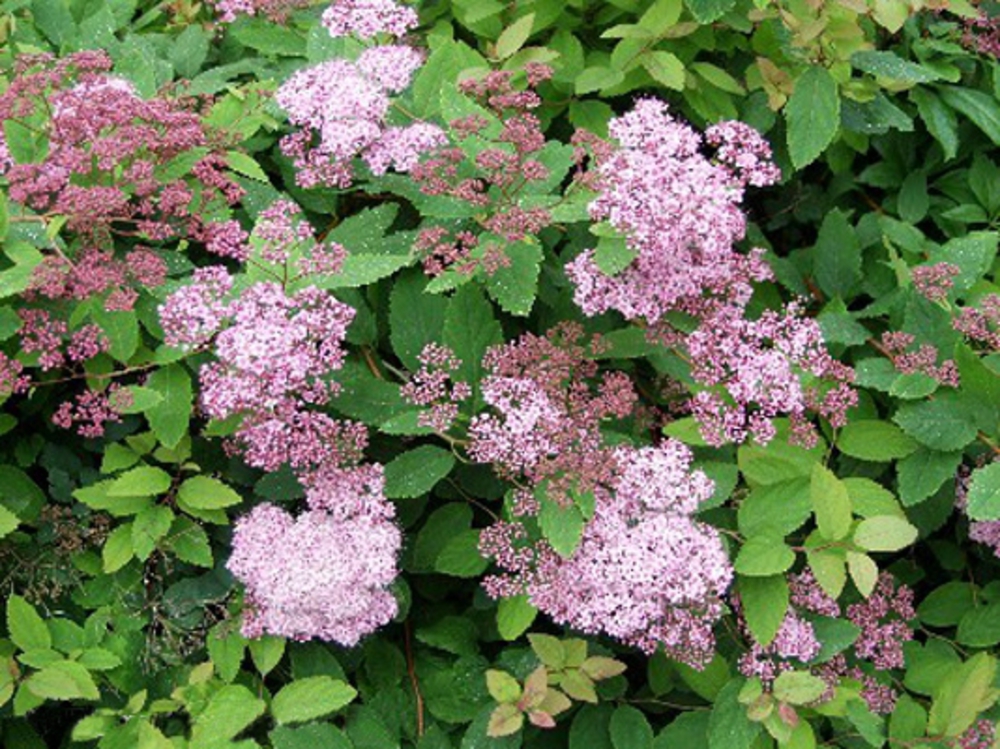 Спирея японская Оденсала (Spiraea japonica 'Odensala')