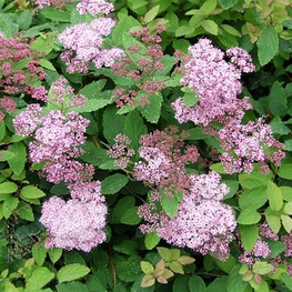 Спирея японская Оденсала (Spiraea japonica 'Odensala')