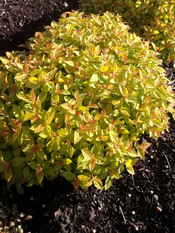 Спирея японская Спаркинг Карпет (Spiraea japonica 'Sparking Carpet')