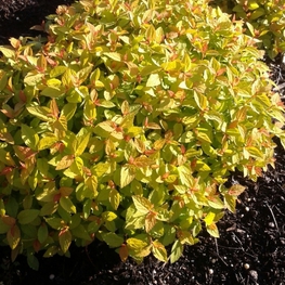 Спирея японская Спаркинг Карпет (Spiraea japonica 'Sparking Carpet')