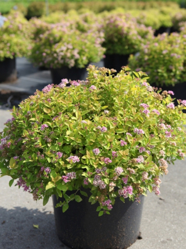 Спирея японская Сандроп (Spiraea japonica 'Sundrop')