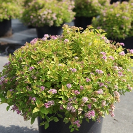 Спирея японская Сандроп (Spiraea japonica 'Sundrop')