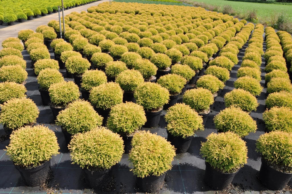 Туя западная Голден Таффет (Thuja occidentalis 'Golden Tuffet')