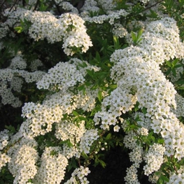 Спирея серая Грациоза (Spiraea x cinerea 'Graciosa')
