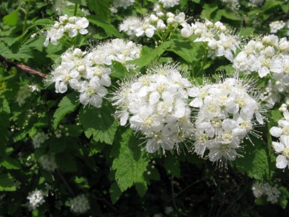 Спирея дубравколистная Спирея (Spiraea chamaedryfolia 'Spiraea')