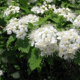 Спирея дубравколистная Спирея (Spiraea chamaedryfolia 'Spiraea')