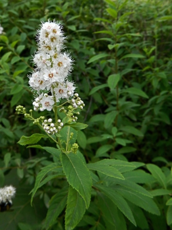 Спирея иволистная (Spiraea salicifolia)