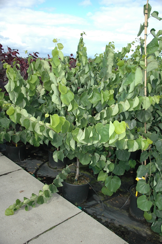 Лещина обыкновенная (Corylus avellana)