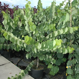 Лещина обыкновенная (Corylus avellana)