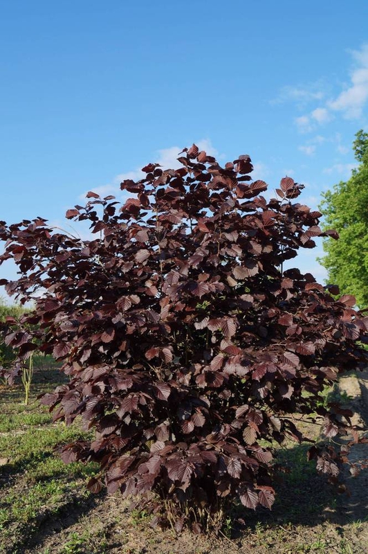 Лещина обыкновенная Атропурпуреа (Corylus avellana 'Atropurpurea')