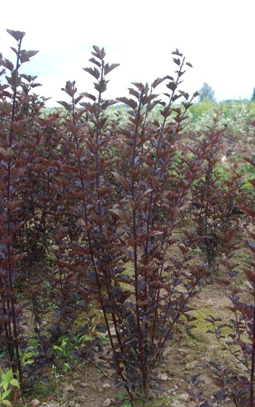 Пузыреплодник калинолистный Диаболо (Physocarpus opulifolius 'Diabolo')