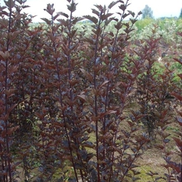 Пузыреплодник калинолистный Диаболо (Physocarpus opulifolius 'Diabolo')