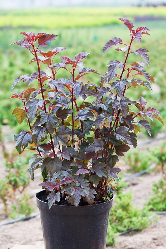 Пузыреплодник калинолистный Леди ин Ред (Physocarpus opulifolius 'Lady in Red')