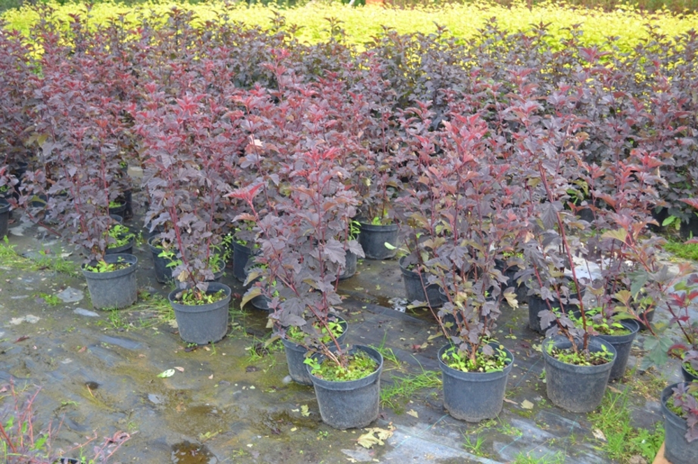 Пузыреплодник калинолистный Ред Барон (Physocarpus opulifolius 'Red Baron')