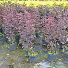 Пузыреплодник калинолистный Ред Барон (Physocarpus opulifolius 'Red Baron')