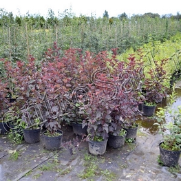 Пузыреплодник калинолистный Ред Барон (Physocarpus opulifolius 'Red Baron')