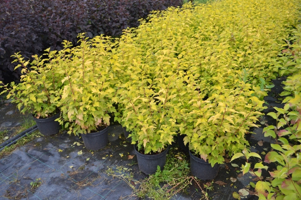 Пузыреплодник калинолистный Лютеус (Physocarpus opulifolius 'Luteus')