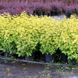 Пузыреплодник калинолистный Лютеус (Physocarpus opulifolius 'Luteus')