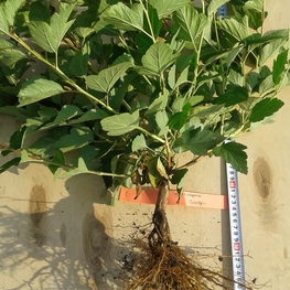 Пузыреплодник калинолистный Лютеус (Physocarpus opulifolius 'Luteus')