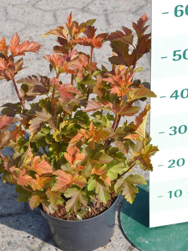 Пузыреплодник калинолистный Амбер Джубили (Physocarpus opulifolius 'Amber Jubilee')