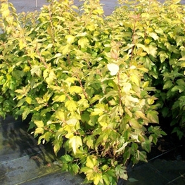 Пузыреплодник калинолистный Дартс Голд (Physocarpus opulifolius 'Dart\'s Gold')