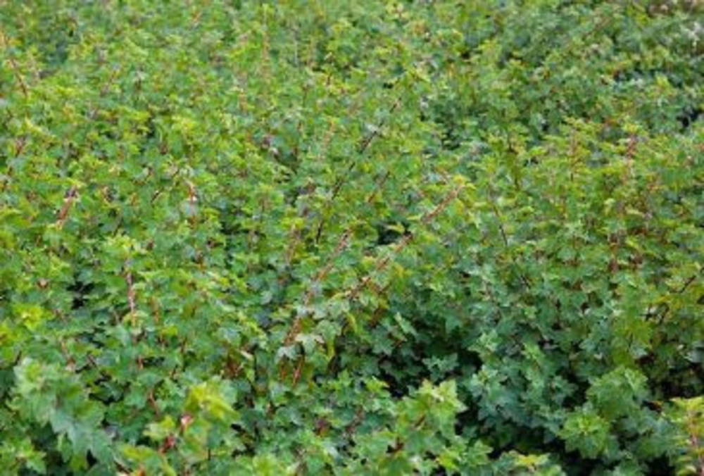 Пузыреплодник калинолистный Тилден Парк (Physocarpus opulifolius 'Tilden Park')