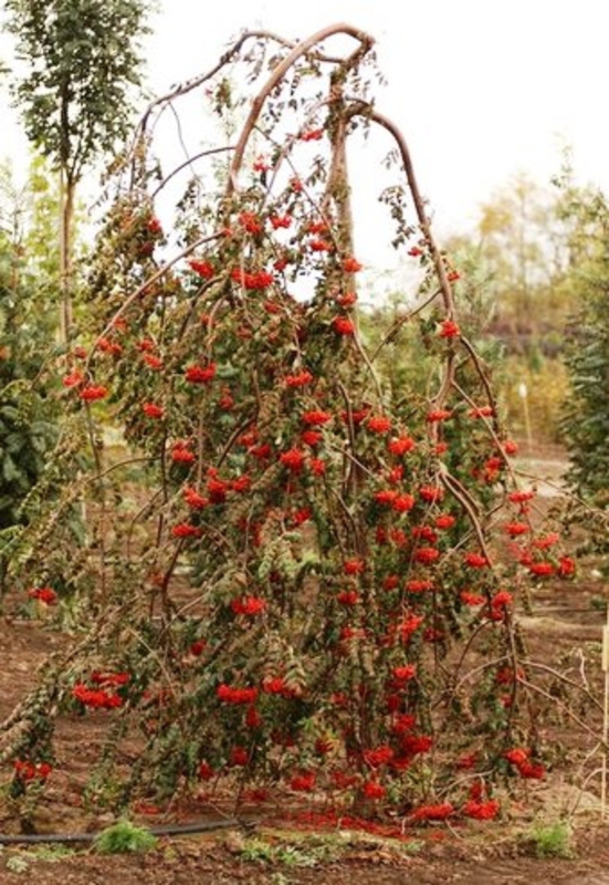 Рябина обыкновенная Пендула (Sorbus aucuparia 'Pendula')