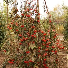 Рябина обыкновенная Пендула (Sorbus aucuparia 'Pendula')