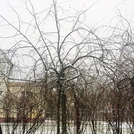 Рябина обыкновенная Пендула (Sorbus aucuparia 'Pendula')